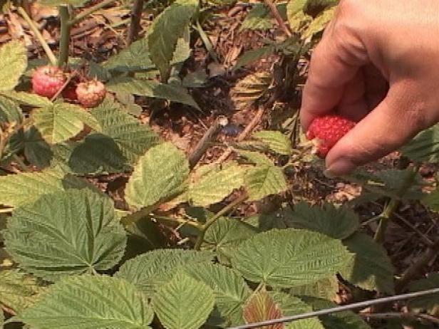 Harvesting Your Raspberries Harvesting Your Raspberries