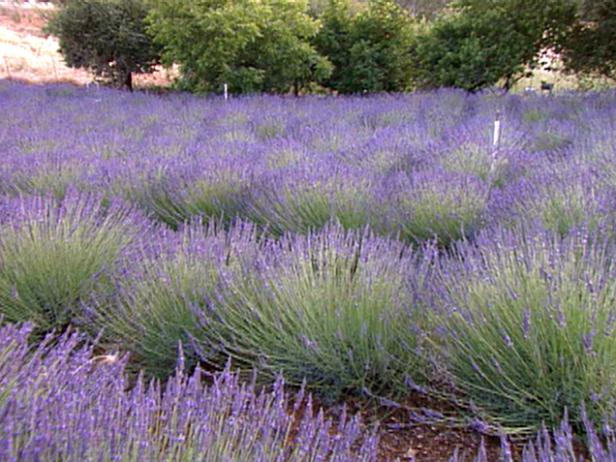 lavander is one famously fragrant flower lavander is one famously fragrant flower