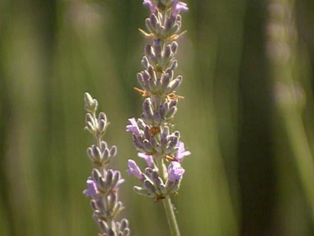 200 varieties of lavender grown on hertel farm 200 varieties of lavender grown on hertel farm