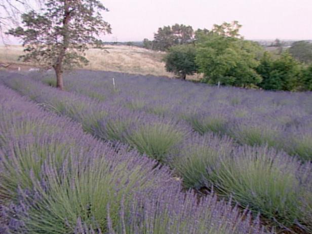 Lavender Farm includes 200 varieties of lavender Lavender Farm includes 200 varieties of lavender