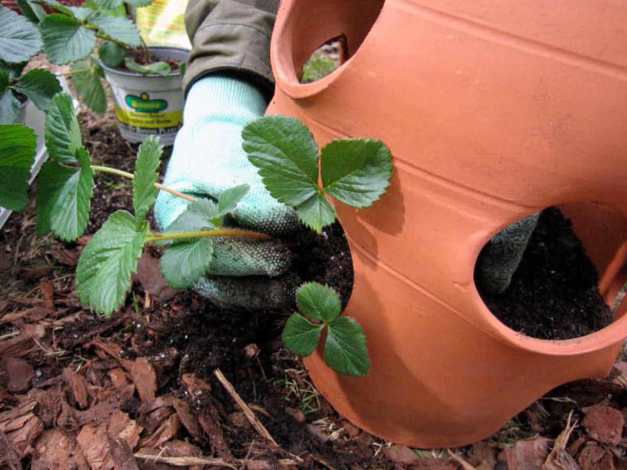 What is the proper way to care for strawberry plants?