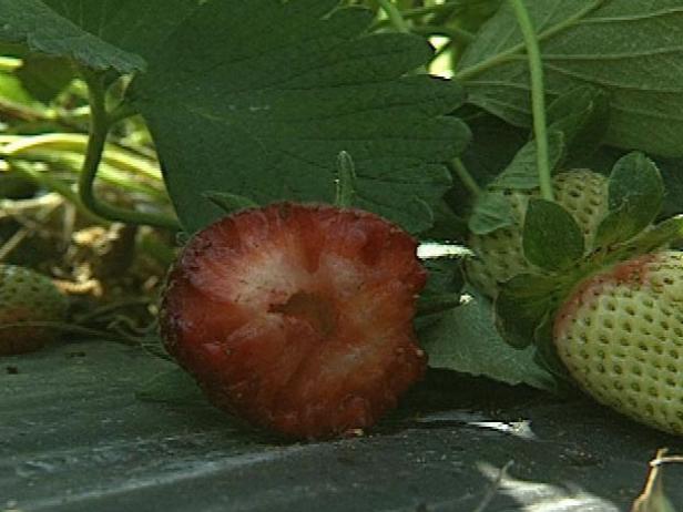 Birds love ripe berries. To keep birds from eating all your berries, it's a good idea to cover the plants with bird netting as soon as the berries begin to ripen