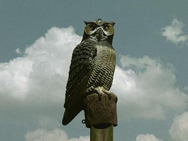 Don't leave any gaps where the birds can hop in underneath the netting. A realistic-looking owl on a post will help scare pesky birds away from your berries.