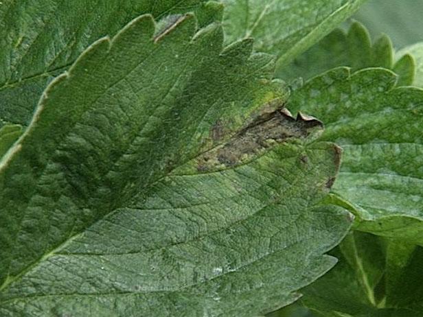if you apply granular fertilizer to your strawberry patch, apply when the foliage is dry and avoid getting it on the leaves. If the fertilizer does get on the leaves, brush it off to prevent leaf burn.