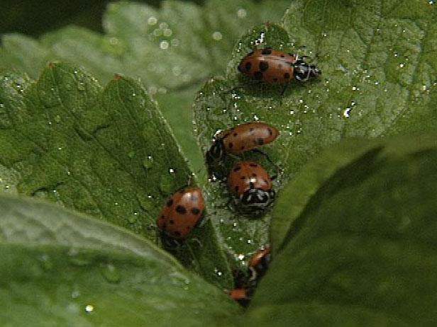 Choose the least toxic approach to controlling pests. One option is to introduce beneficial insects, such as ladybugs, to your garden to control pests.