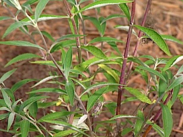 nanho blue butterfly bush has violet blue flowers nanho blue butterfly bush has violet blue flowers