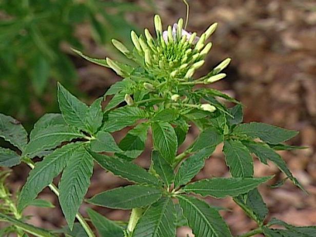 spider flower resembles whiskers of a cat spider flower resembles whiskers of a cat