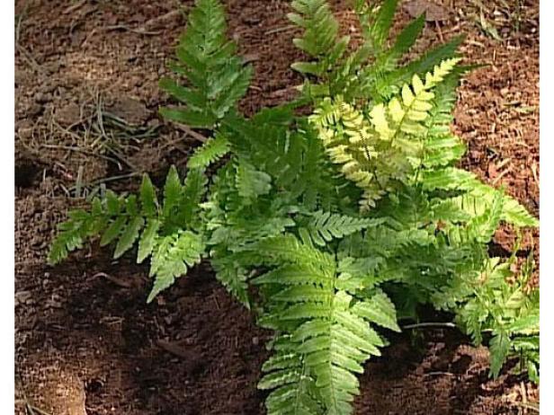 autumn fern has bronze new growth autumn fern has bronze new growth
