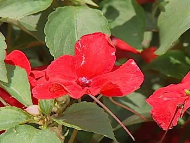 super elfin impatiens grown for profuse blooms super elfin impatiens grown for profuse blooms