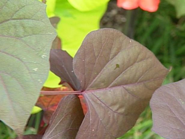 blackie sweet potato is vigorous trailing vine blackie sweet potato is vigorous trailing vine