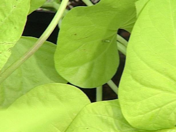 ornamental sweet potato is vigorous trailing vine ornamental sweet potato is vigorous trailing vine