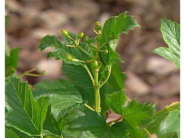 cranberry bush vibernum has maple like leaves cranberry bush vibernum has maple like leaves