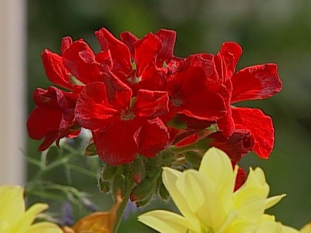 bulls eye scarlet red is a zonal geranium bulls eye scarlet red is a zonal geranium