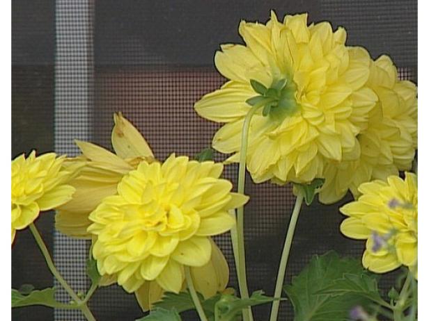 dahlias are tuberous rooted perennials dahlias are tuberous rooted perennials