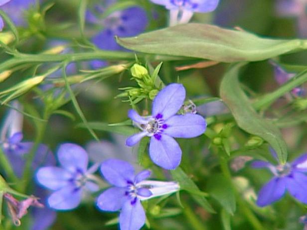 laguna dark blue lobelia is compact mounding laguna dark blue lobelia is compact mounding