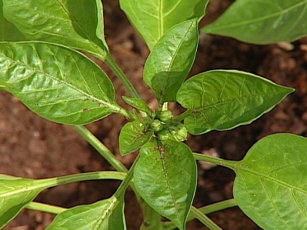 sweet pepper purple beauty has unusual peppers sweet pepper purple beauty has unusual peppers