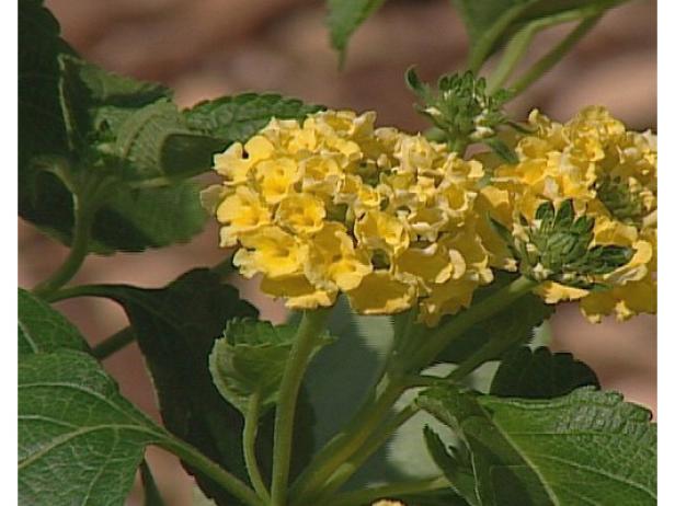 lucky yellow lantana is reported as invasive lucky yellow lantana is reported as invasive