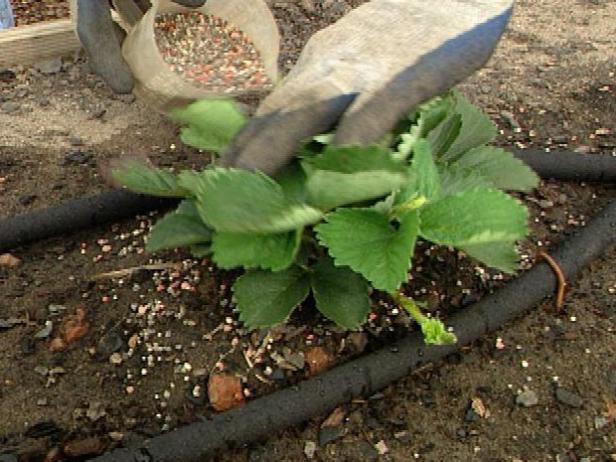 If granular fertilizer is applied to the strawberry patch, apply when the foliage is dry and avoid getting it on the leaves.