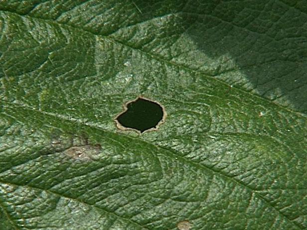 Keep strawberry plants disease-free by proper watering, not working in the field when the plants are wet, keeping weed competition down, and choosing the right plants for your climate.