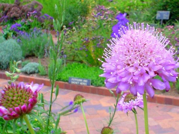 Pincushion Flowers Pincushion Flowers