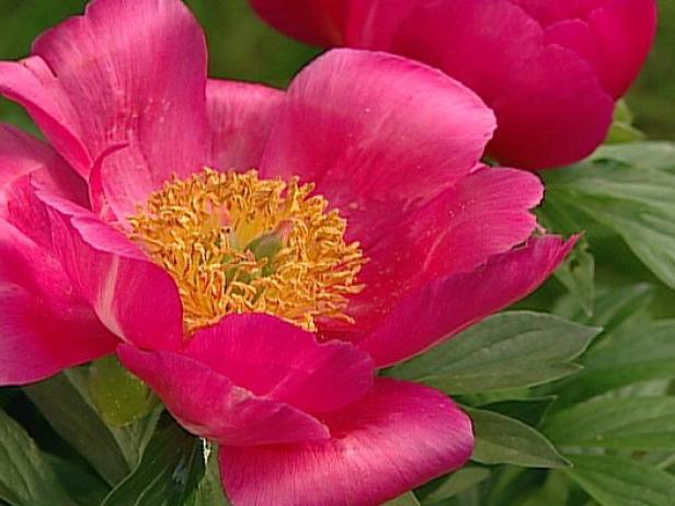 bowl of beauty peony has showy double blooms bowl of beauty peony has showy double blooms