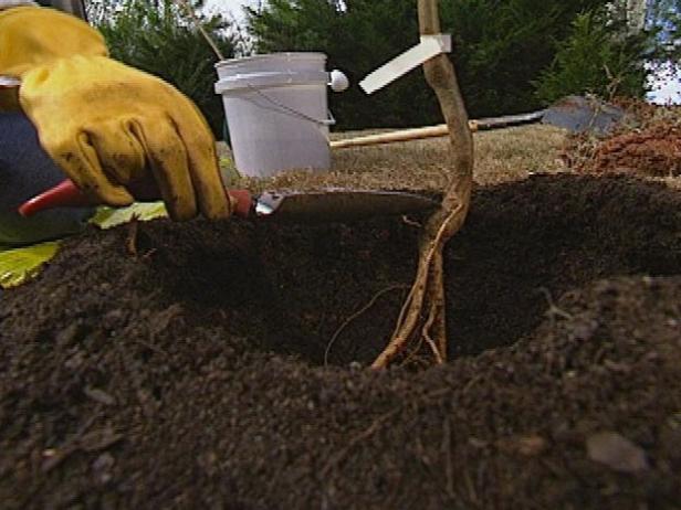 When you place your tree in its hole, be sure that the root flare, or the point where the roots begin to spread out from the trunk , is just above the soil line.