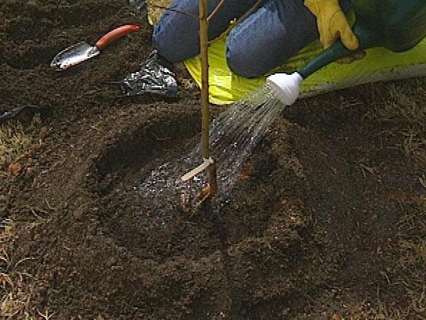 Begin refilling your holes. When holes are about three quarters full, add water and let it settle around the roots. Once the water has dissipated, finish filling the holes and water your plant again.