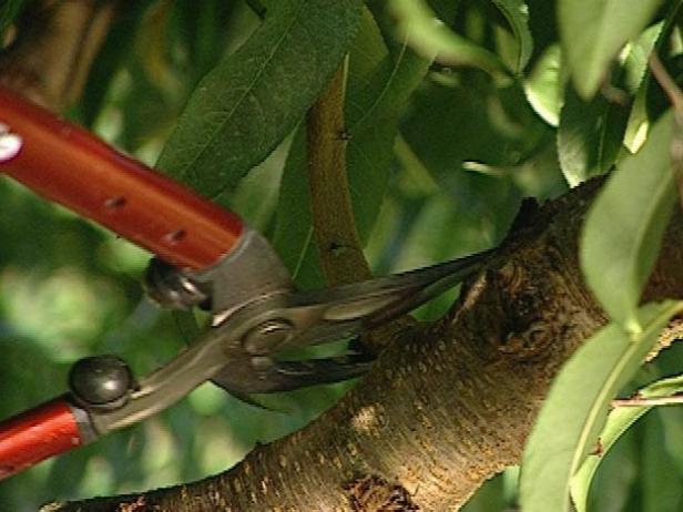 Cultivating Your Peaches Cultivating Your Peaches