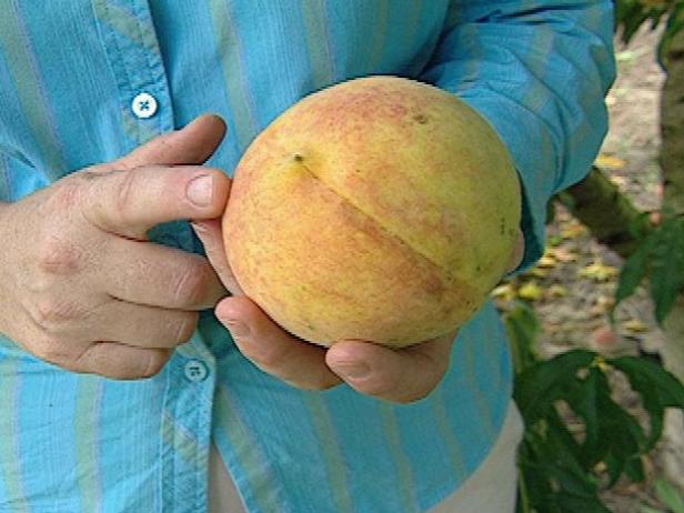 How to Tell if a Peach is Ripe How to Tell if a Peach is Ripe