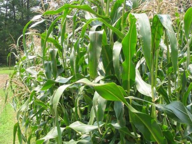 interplant okra with corn interplant okra with corn