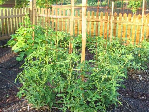 avoid using wire tomato cages avoid using wire tomato cages
