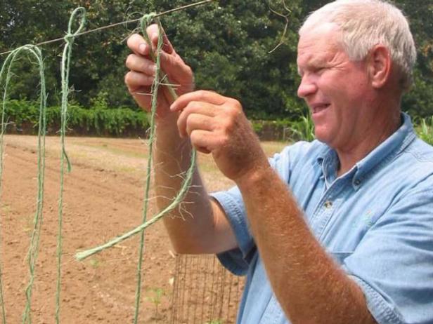 an alternative method of supporting tomato plants an alternative method of supporting tomato plants