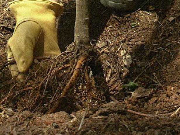Set the fig tree in the planting hole, positioning it so the crown of the fig is 2 or 3 inches below the surrounding soil, and spread the roots outward and downward.