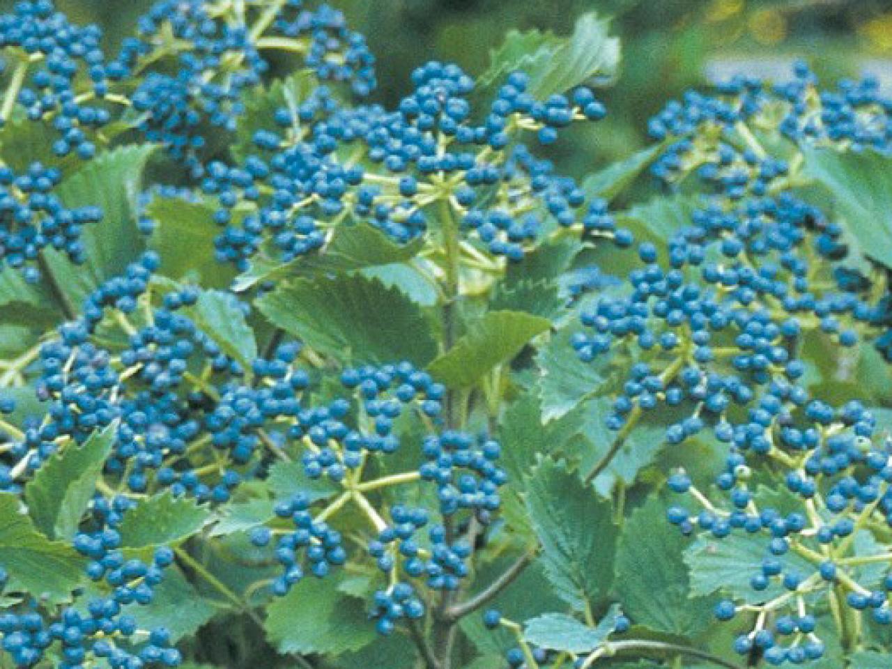 Blue Muffin Viburnum and 14 Other Plant Varieties DIY