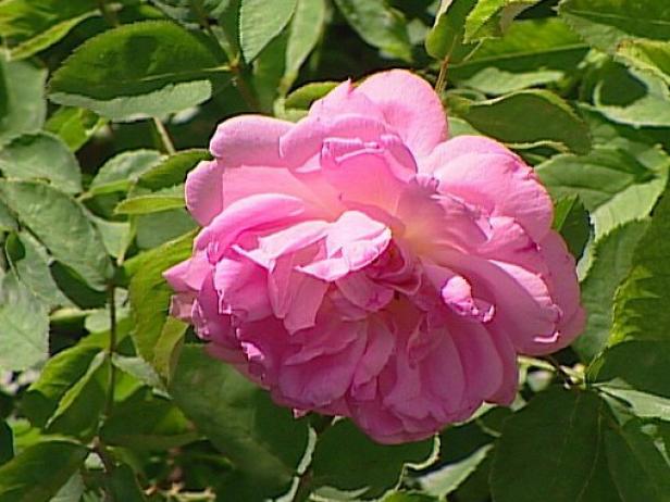 mary rose blooms then repeats later in season mary rose blooms then repeats later in season