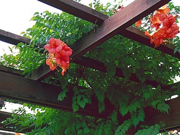 madam galen trumpet vine attracts hummingbirds madam galen trumpet vine attracts hummingbirds