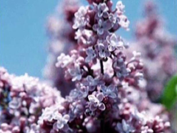 president grevy lilac is grown for fragrant blooms president grevy lilac is grown for fragrant blooms