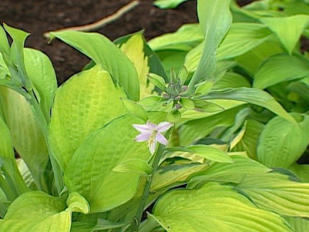 gold standard hosta is a popular golden hosta gold standard hosta is a popular golden hosta