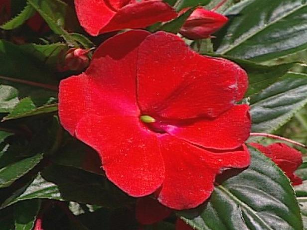 sonic red new guinea impatiens grown for blooms sonic red new guinea impatiens grown for blooms