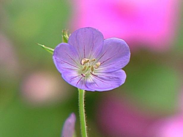 brookside geranium grown for palmate foliage brookside geranium grown for palmate foliage