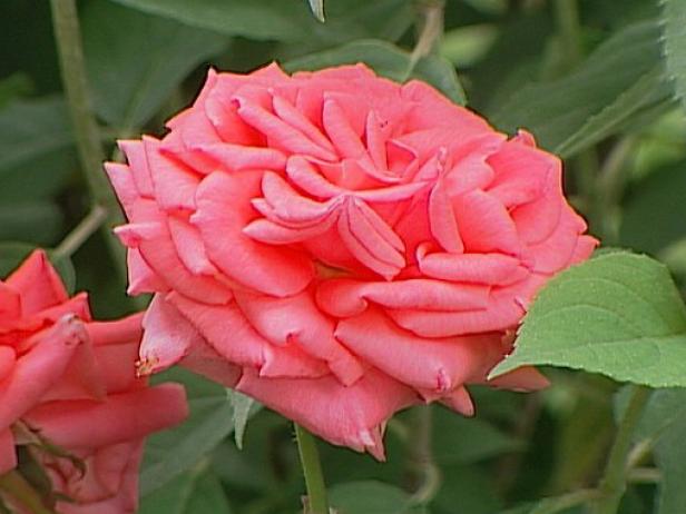 american rose is a strongly scented flower american rose is a strongly scented flower