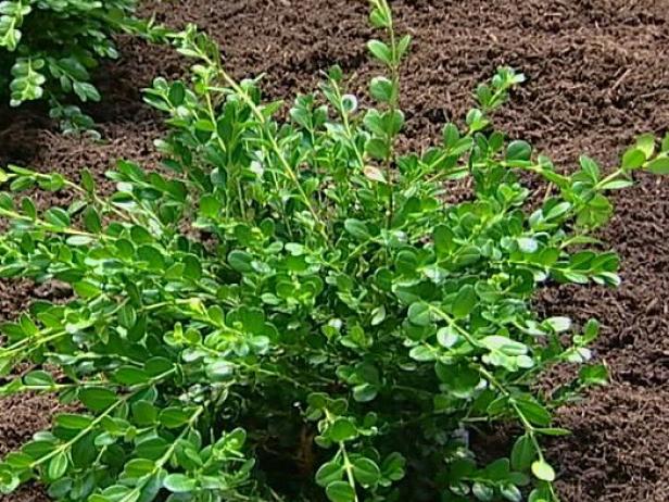 winter gem boxwood has dark green foliage winter gem boxwood has dark green foliage