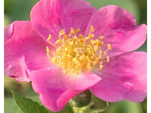 nearly wild rose is a shrub rose with pink flowers nearly wild rose is a shrub rose with pink flowers