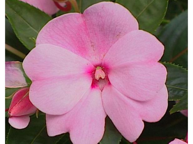 sonic light pink new guinea impatiens love shade sonic light pink new guinea impatiens love shade