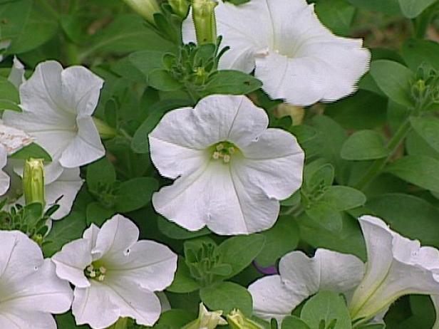 wave white petunia has a profusion of white blooms wave white petunia has a profusion of white blooms