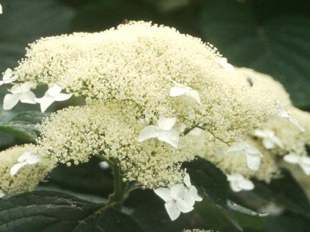 white dome hydrangea has prolific white lacy booms white dome hydrangea has prolific white lacy booms