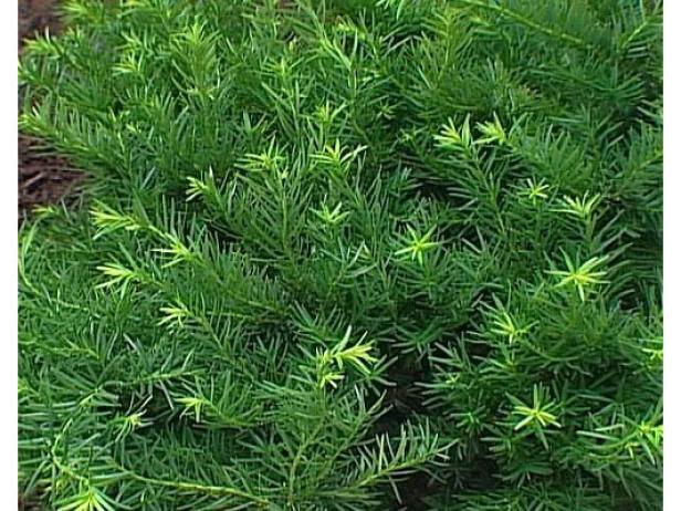 dense spreading yew is a dwarf evergreen conifer dense spreading yew is a dwarf evergreen conifer