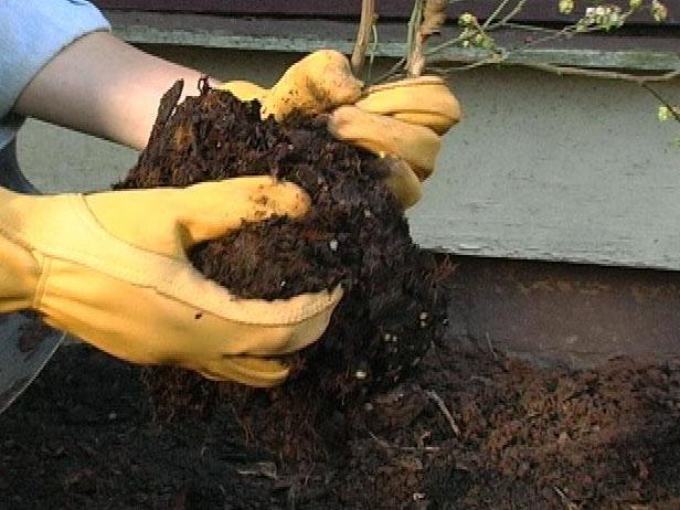 loosen roots around rootball and place in hole loosen roots around rootball and place in hole
