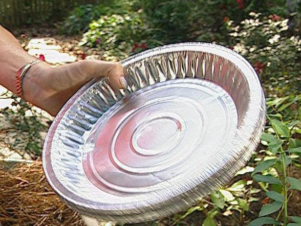 hang aluminum pie plates near blueberry bushes hang aluminum pie plates near blueberry bushes
