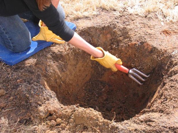 When preparing a hole for your plum trees, be sure that your hole is the same depth as the roots and is as wide as the root circumference when they are fanned out.